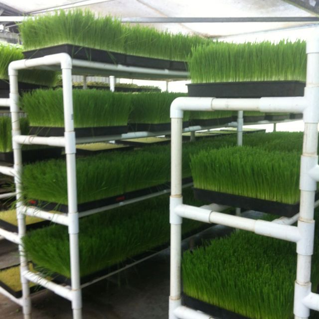 Is that a flat chia pet_ Nope, its just our wheatgrass_-1